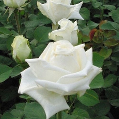 Fehér - teahibrid rózsa